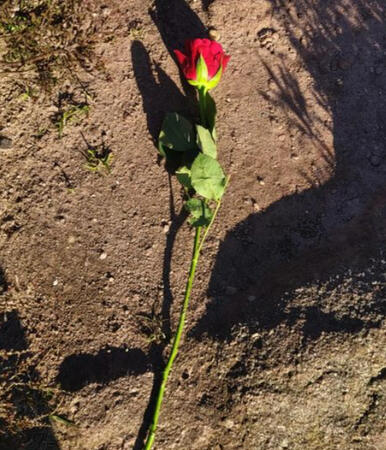 A rose that lay in the moors. it was carefully placed in an isolated area in memorial for Andonis' friend Melody, who passed away suddenly a week before his Papa. Andonis visits the moors every couple of months to throw roses in special places for memorial
